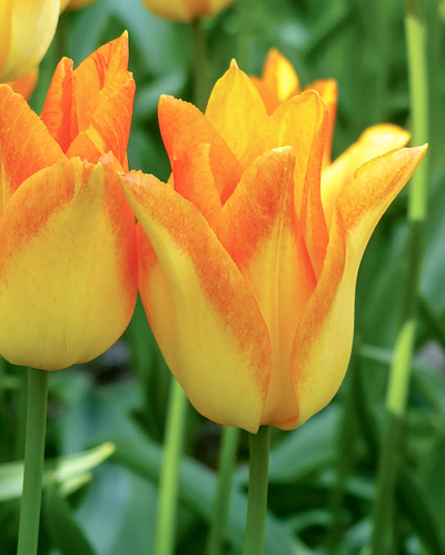 Tulip Moonblush