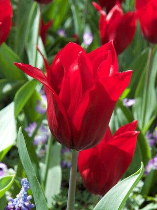 Tulip Pretty Woman tulipán, virághagyma