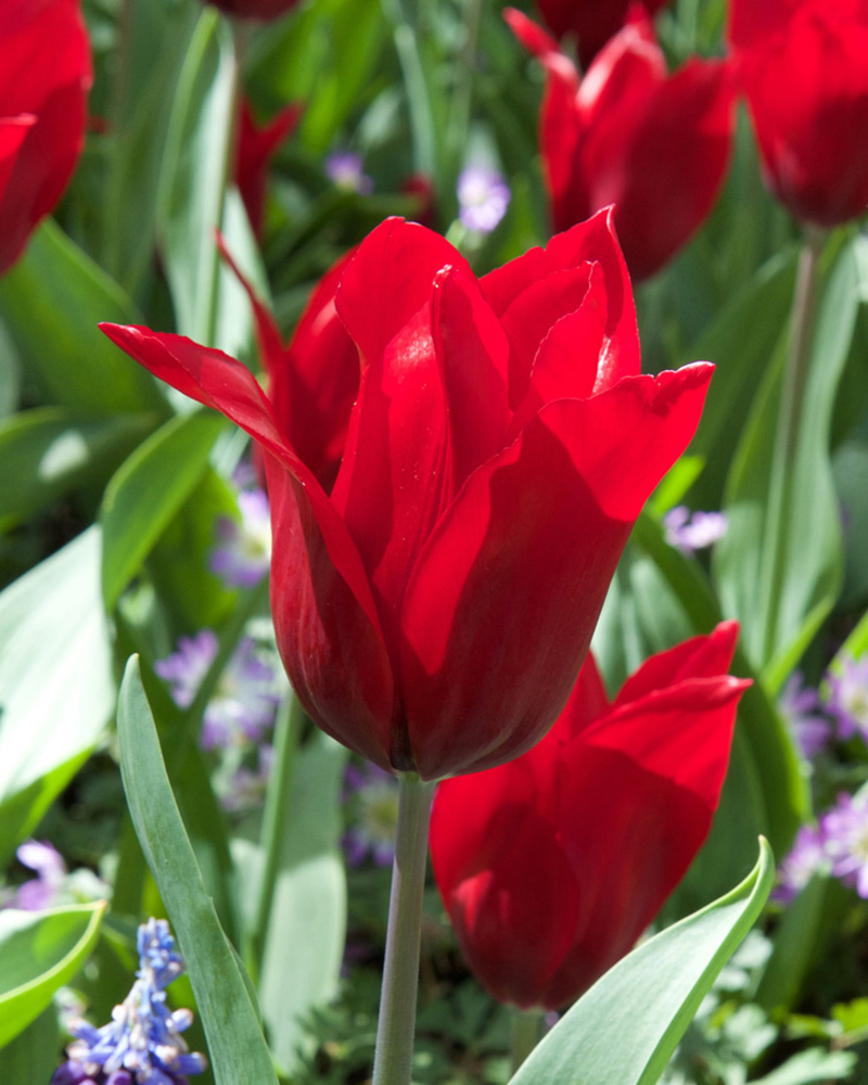 Tulip Pretty Woman tulipán, virághagyma