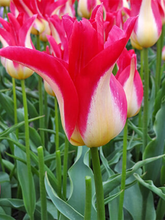 Tulip Strawberry Romanoff