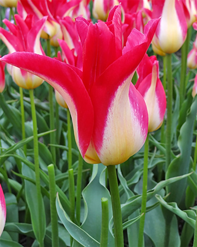 Tulip Strawberry Romanoff