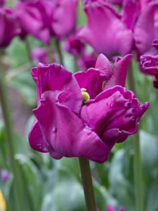 Tulip Crown of Negrita