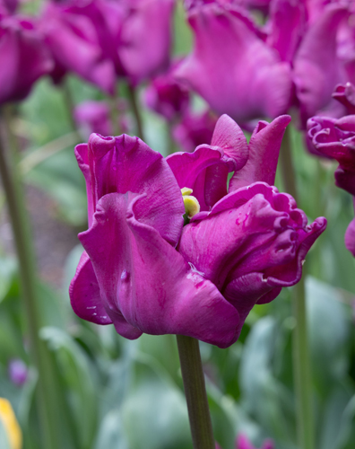 Tulip Crown of Negrita