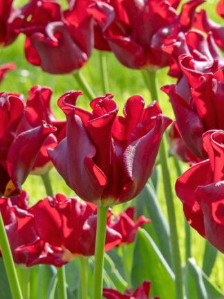 Tulip Red Dress