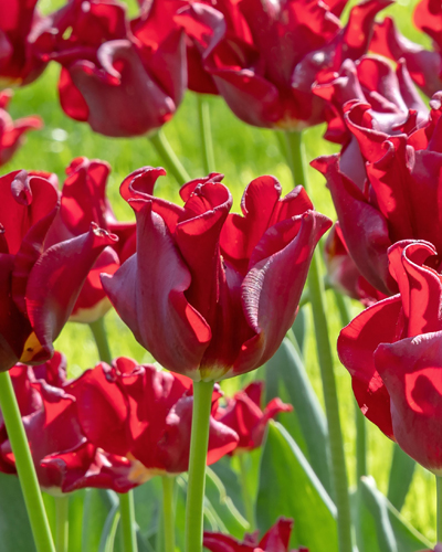 Tulip Red Dress