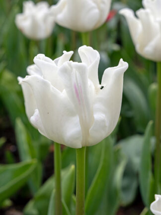 Tulip White Liberstar