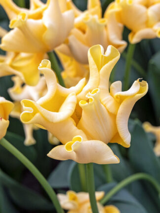 Tulip Yellow Crown
