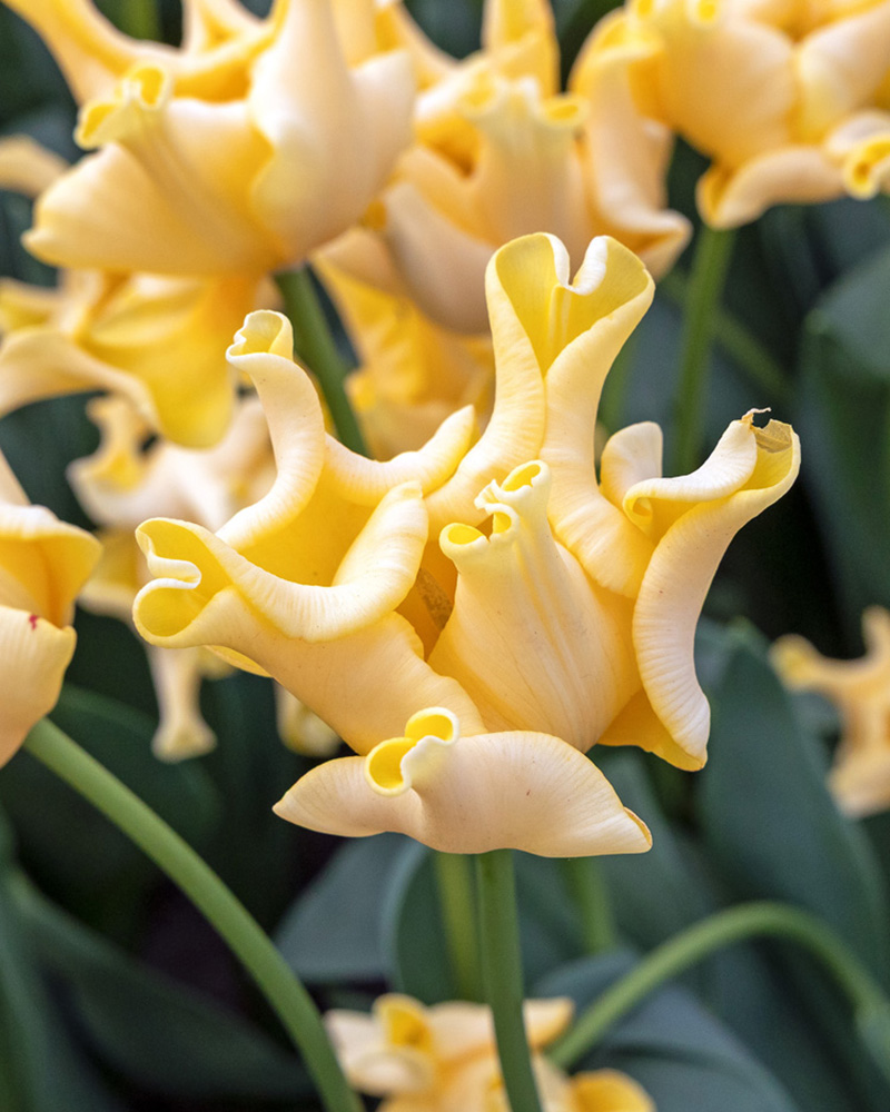 Tulip Yellow Crown