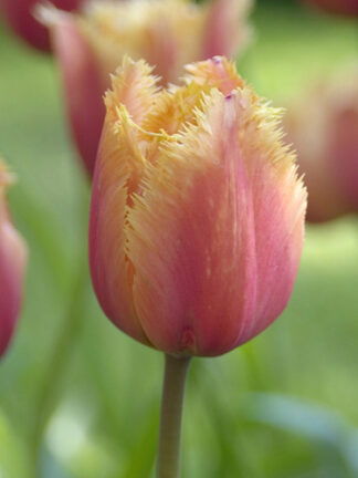 Tulip Lambada