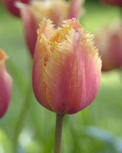 Tulip Lambada