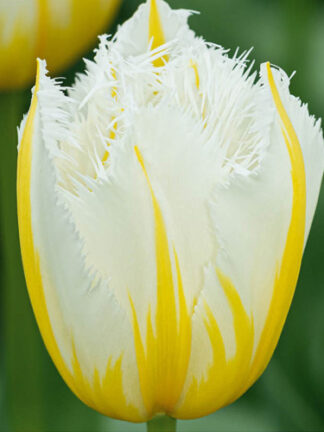 Tulip Lemon Beauty
