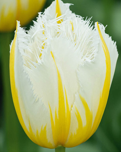 Tulip Lemon Beauty