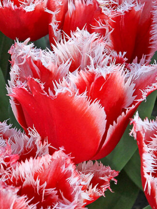 Tulip New Santa