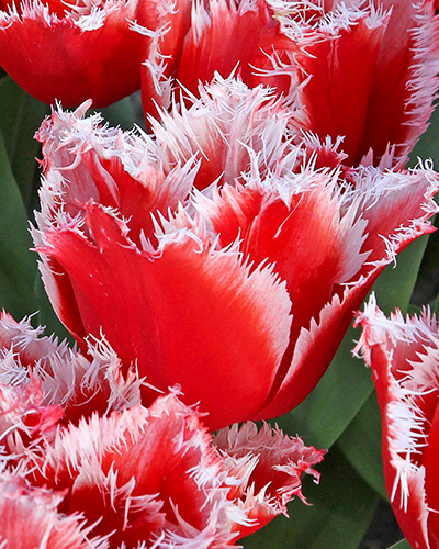 Tulip New Santa