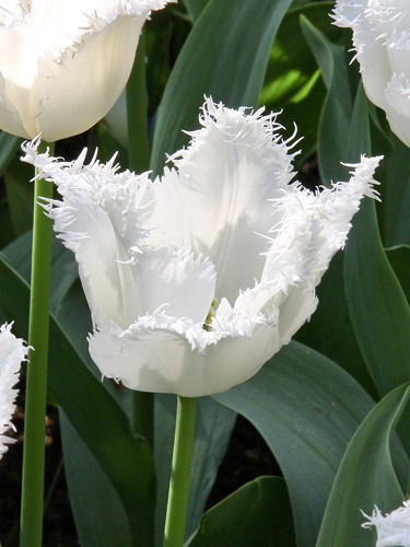 Tulip Noordeinde