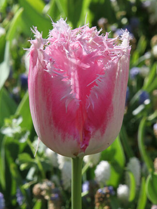 Tulip Siesta
