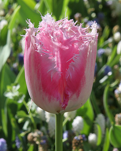 Tulip Siesta