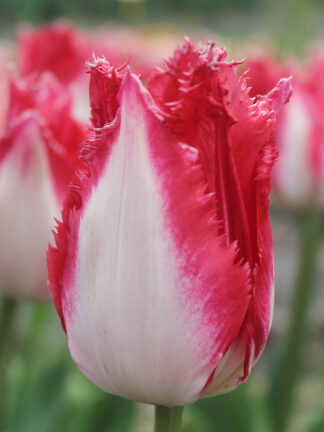 Tulip Sweet Simone