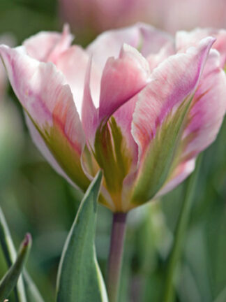 Tulip China Town