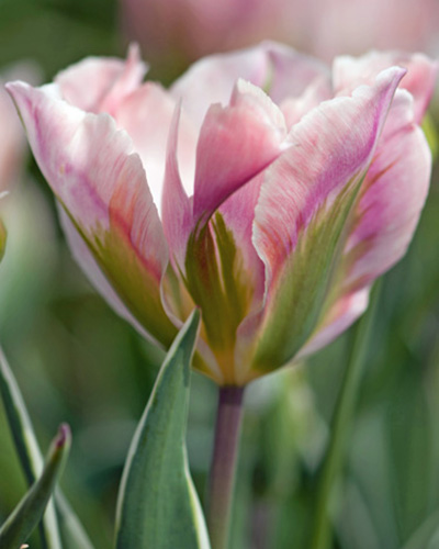 Tulip China Town