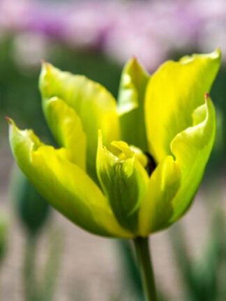 Tulip Formosa
