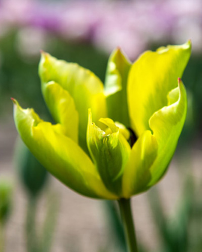 Tulip Formosa