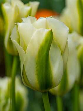 Tulip Green Spirit