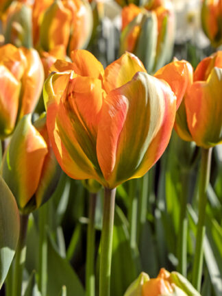 Tulip Orange Marmelade