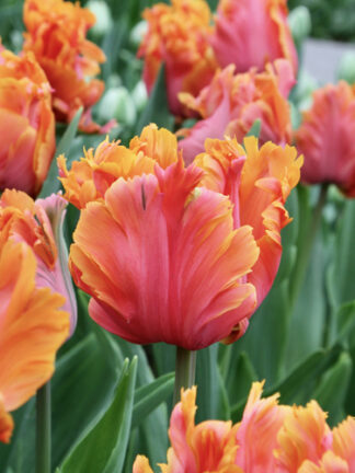 Tulip Amazing Parrot