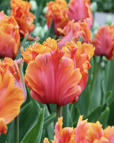 Tulip Amazing Parrot