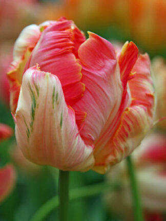 Tulip Apricot Parrot