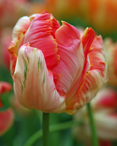 Tulip Apricot Parrot