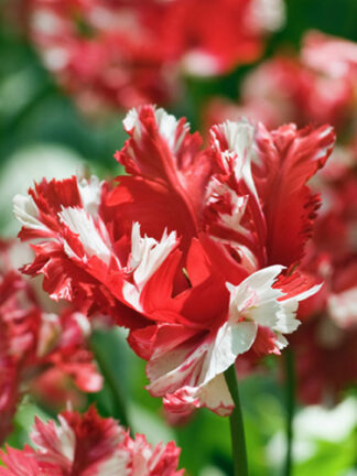 Tulip Estella Rjinveld