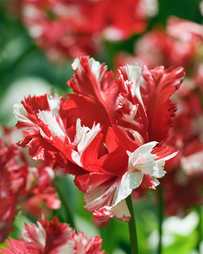 Tulip Estella Rjinveld