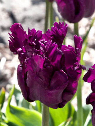 Tulip Parrot Negrita
