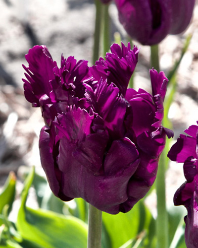 Tulip Parrot Negrita