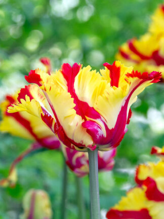 Papagáj tulipán Tulip Texas Flame tulipán, virághagyma
