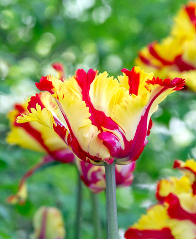 Papagáj tulipán Tulip Texas Flame tulipán, virághagyma