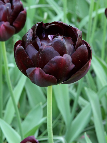 Tulip Black Hero