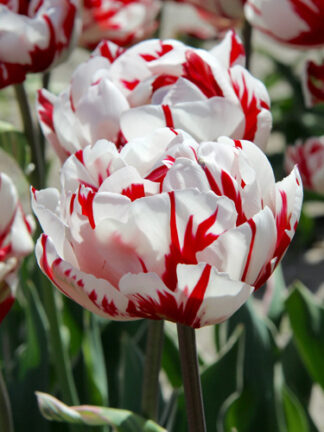 Tulip Carnaval de Nice