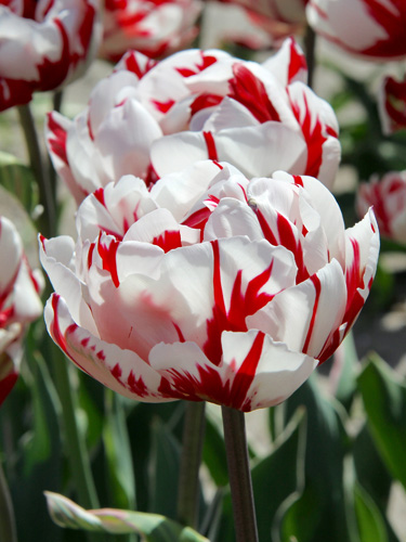 Tulip Carnaval de Nice