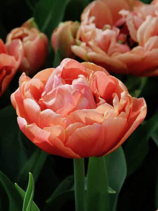 Tulip Cooper Image