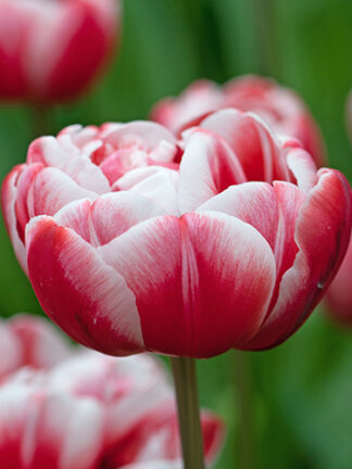 Tulip Drumline