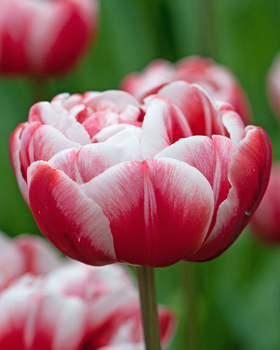 Tulip Drumline