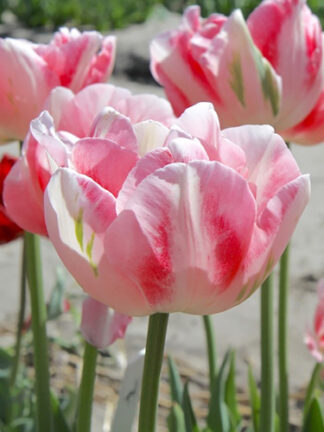 Tulip Finola