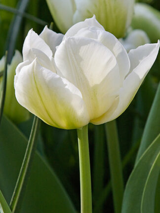 Tulip North Cap