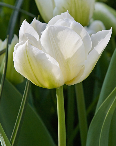 Tulip North Cap
