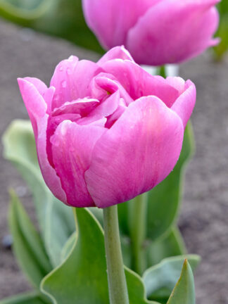 Tulip Tabledance