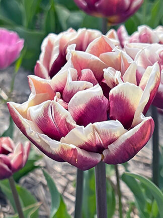 Tulip Wyndham