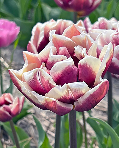 Tulip Wyndham